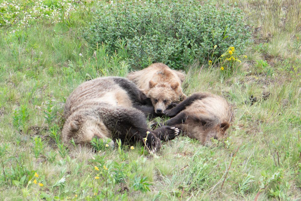Three grizzly bears rest together in a summer meadow, photographed from the sightseeing gondola.