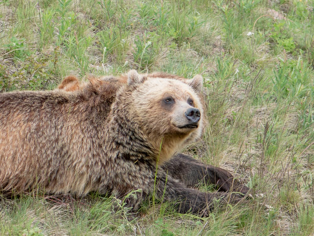 Grizzly bear resting in a summer meadow, photographed from the sightseeing gondola.
