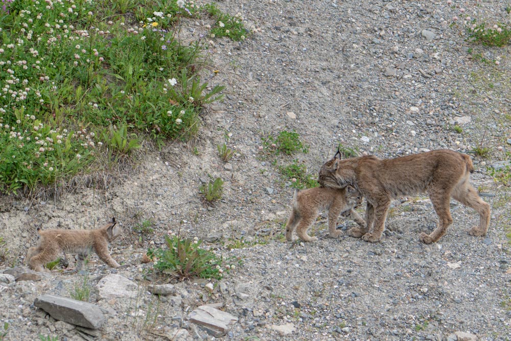 Lynx mother carries a kit while another follows along a rocky slope, photographed from the sightseeing gondola.