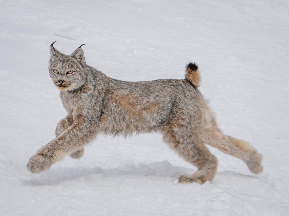 Canada lynx trots across packed winter snow near the ski area.